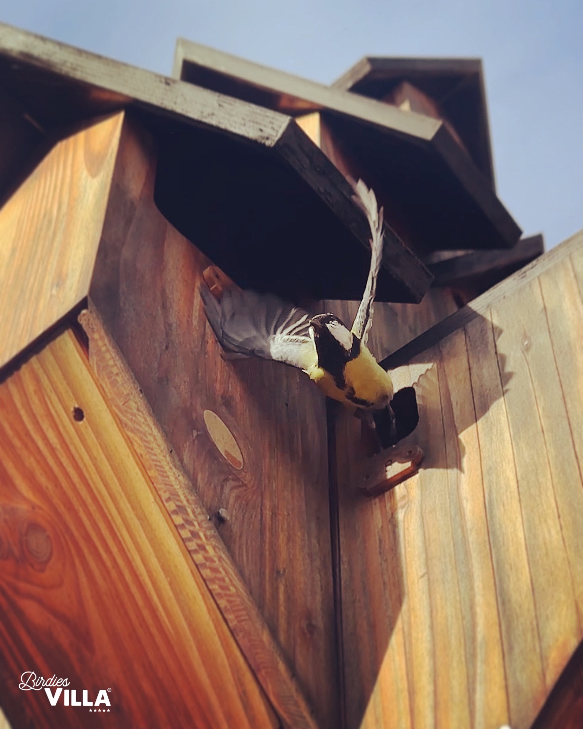Birdies-Villa-Mesange